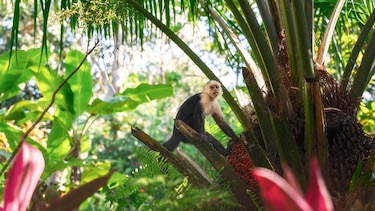 Parque Nacional Corcovado: el riesgo por el turismo que enfrenta en Costa Rica una de las reservas naturales más importantes del mundo