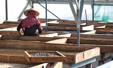 La taza de café perfecta que se degusta en Panamá
