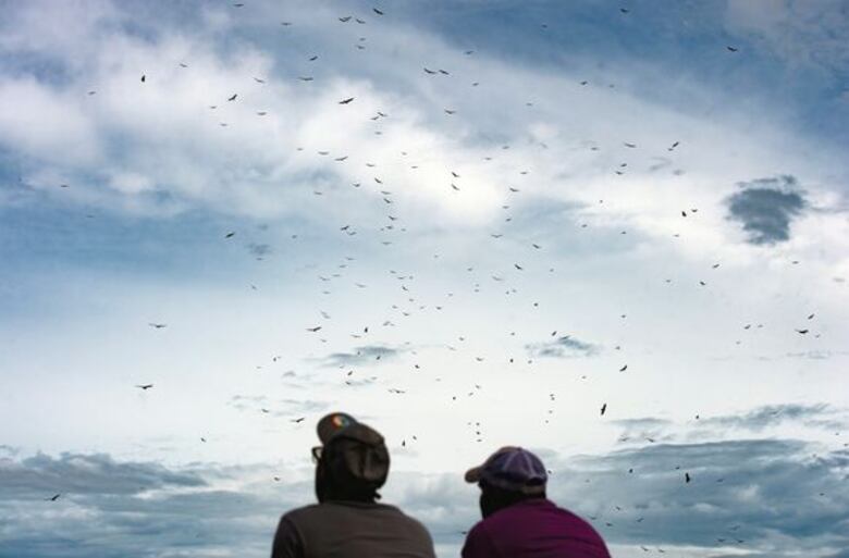 Noviembre de la patria y de aves migratorias