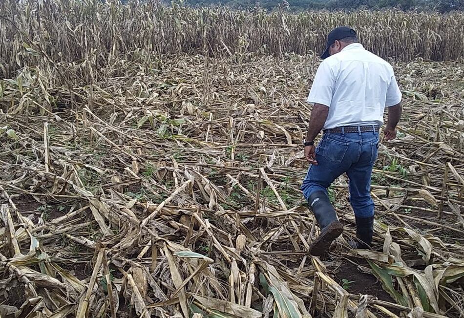 ISA evalúa afectaciones a productores por lluvias en Los Santos