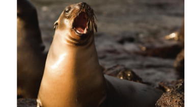 Galápagos prohíbe la pirotecnia para cuidar su fauna