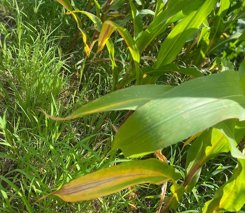 Evalúan pérdidas en producción de arroz, maíz y ganadería por las inundaciones