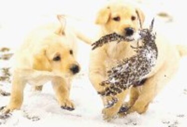 Los primeros dientes del perro