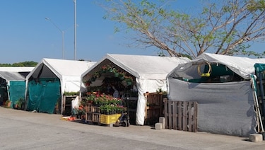 Construirán una nueva área de flores en Merca Panamá por $45 mil