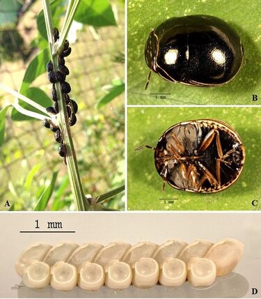 Niña halla en una planta de guandú insecto originario de Asia mortífero para cultivos