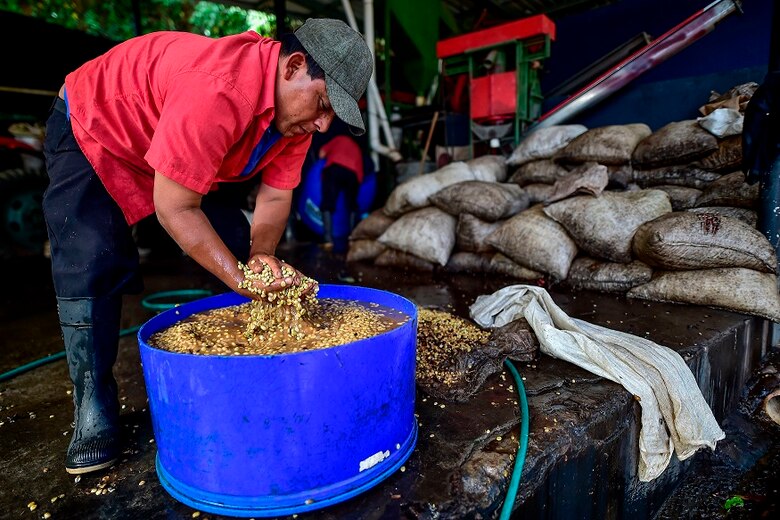 Café geisha, el exótico y carísimo lujo panameño