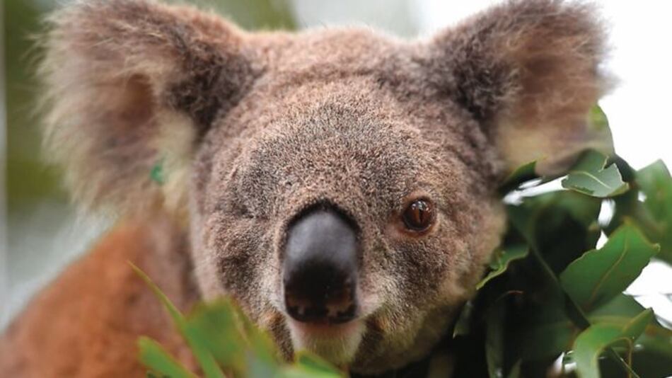Australia promete fondos para ayudar a sus koalas