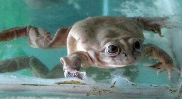 Perú: Zoológico presenta ranas gigantes en peligro de extinción nacidas en cautiverio