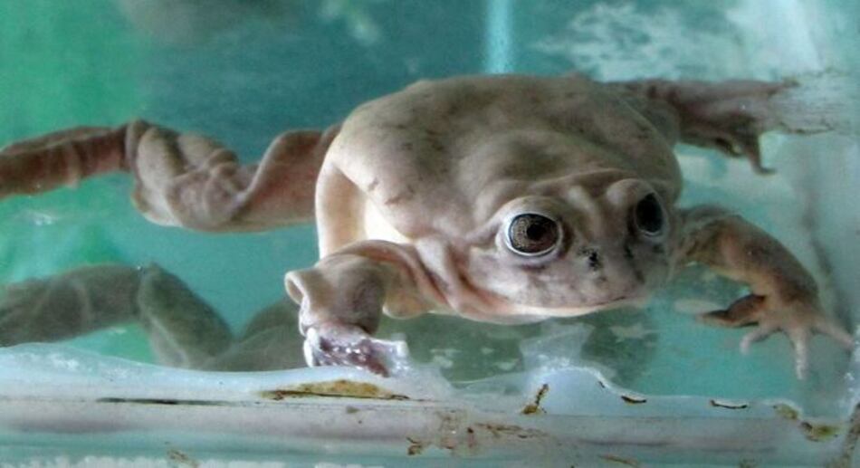 Perú: Zoológico presenta ranas gigantes en peligro de extinción nacidas en cautiverio