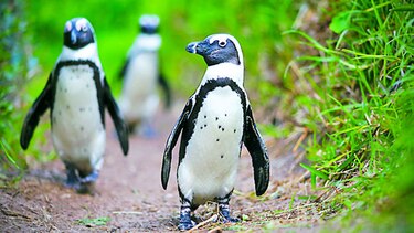 En peligro de extinción el pingüino africano