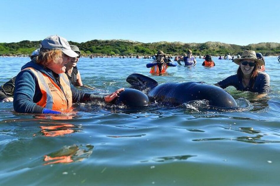 Centenares de ballenas encalladas logran regresar al mar en Nueva Zelanda