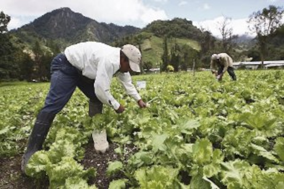 Asamblea aprueba nuevo ‘Código Agrario’ de Panamá