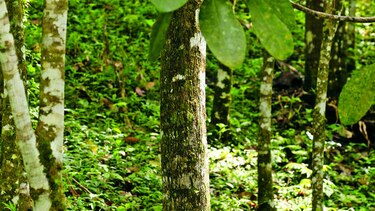 Los cucuás seguirán danzando