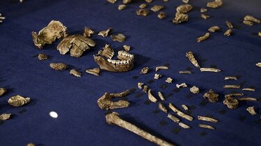 Huesos en cueva de Sudáfrica revelan nuevo ancestro humano