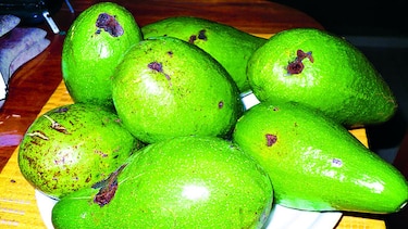 Buscan mercado para aguacate