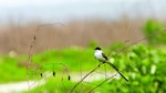 El día de las aves