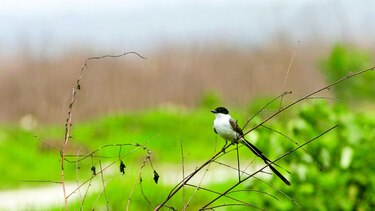 El día de las aves