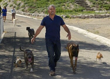 'Encantador de perros' César Millán no enfrentará cargos