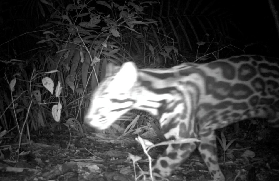 El olor de los ocelotes ahuyenta a los roedores que dispersan semillas