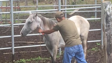 Se mantiene alerta zoosanitaria contra la encefalitis equina