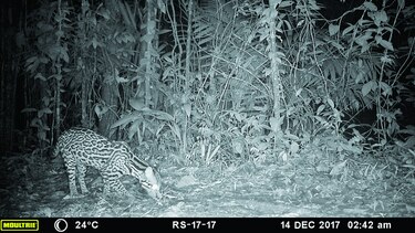 Por el corredor del jaguar