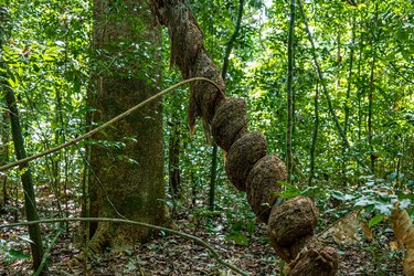 ¿La liana más grande del mundo está en isla Barro Colorado?