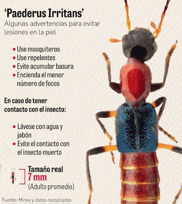 Apuestan por fumigación y campaña de divulgación contra insecto en Darién