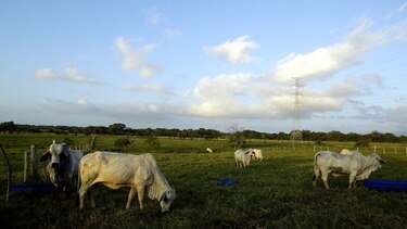 Estafaron a productores en el BDA