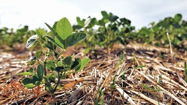 Bajas temperaturas beneficiaron a productores de trigo argentinos