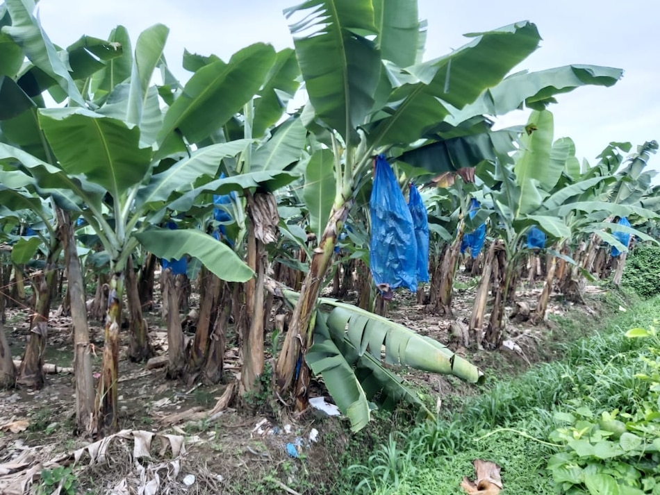 Paralizan producción en bananeras
