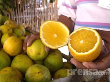 Naranjas coclesanas son exportadas a Martinica y a Guyana Francesa