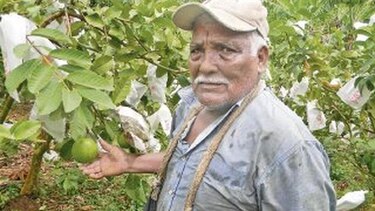 Productores le apuestan a la guayaba taiwanesa