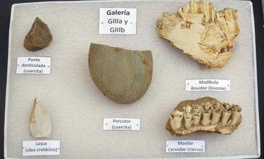 Desentierra restos de cráneos de homínido de más de 400 mil años