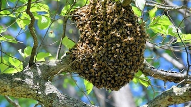 Las abejas