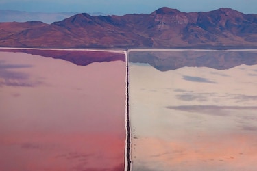 Las potentes y conmovedoras imágenes ganadoras del concurso Fotógrafo de Vida Silvestre del Año 2026