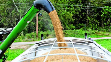 Clima beneficia cultivo de soya