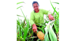 El sabor a néctar de La Chorrera