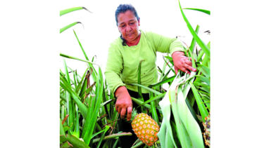 El sabor a néctar de La Chorrera