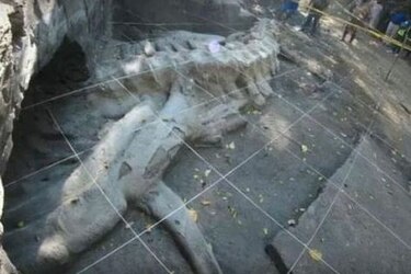 Descubren fósil de ballena de 1.8 millones de años de antigüedad en México