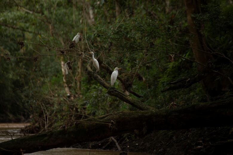 Agua para el Canal y el dilema de una comunidad a orillas del río Indio