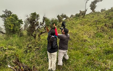 Oficializan nueva especie de árbol en Panamá, pero ya está en peligro de extinción