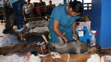 Fundación solicita a la Alcaldía de San Miguelito apoyo para esterilizar mascotas
