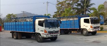 Productores le venden al Gobierno 912 novillos valorados en 822 mil dólares