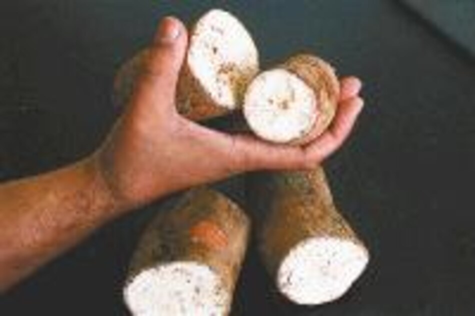 Productores en Chiriquí exportan yuca hacia EU