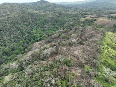 Crimen ecológico en Los Santos: deforestan siete hectáreas en reserva del río Cacao
