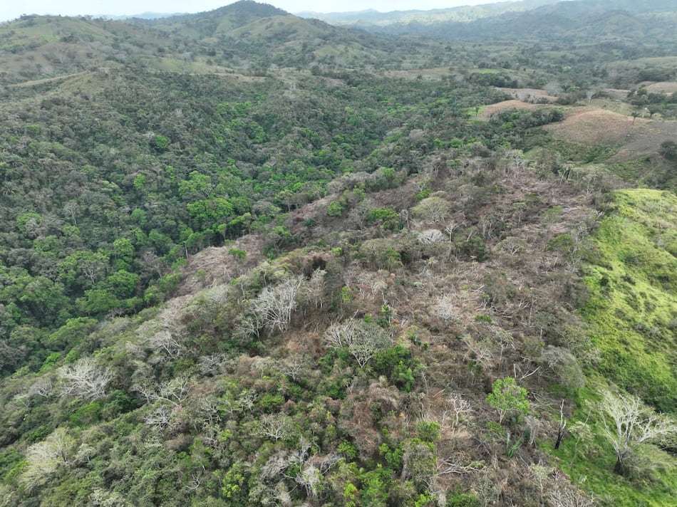 Crimen ecológico en Los Santos: deforestan siete hectáreas en reserva del río Cacao