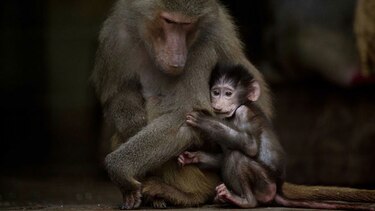Tras cierre de zoo bonaerense, animales siguen enjaulados