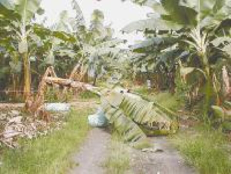 PAFCO no exportará con marca Chiquita