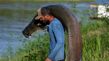 Pirarucu, el pez gigante del Amazonas usado para hacer prendas de lujo (y el reclamo de los pescadores para participar en las ganancias)