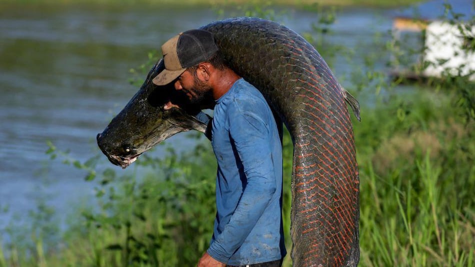Pirarucu, el pez gigante del Amazonas usado para hacer prendas de lujo (y el reclamo de los pescadores para participar en las ganancias)